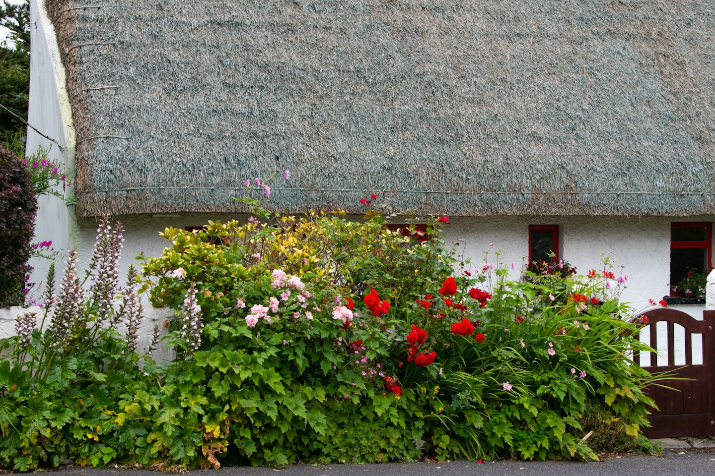 White cottage with thatched roof behind a blooming flower garden.